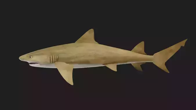 Shark Low-poly 3D model