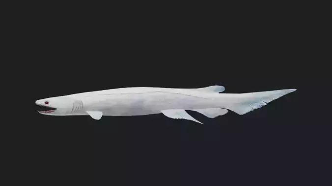 Shark Low-poly 3D model