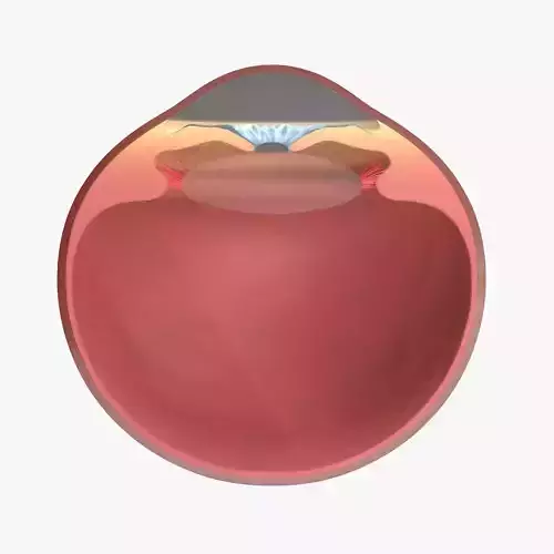 Eye ball structure 3D model