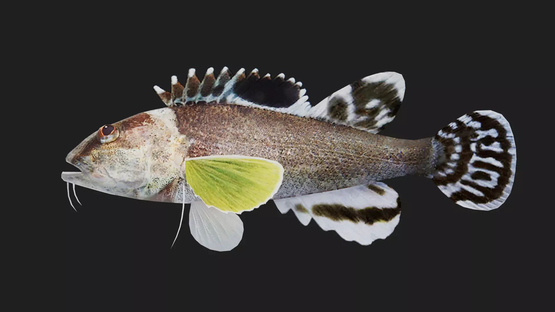 Scorpionfish Low-poly 3D model_0