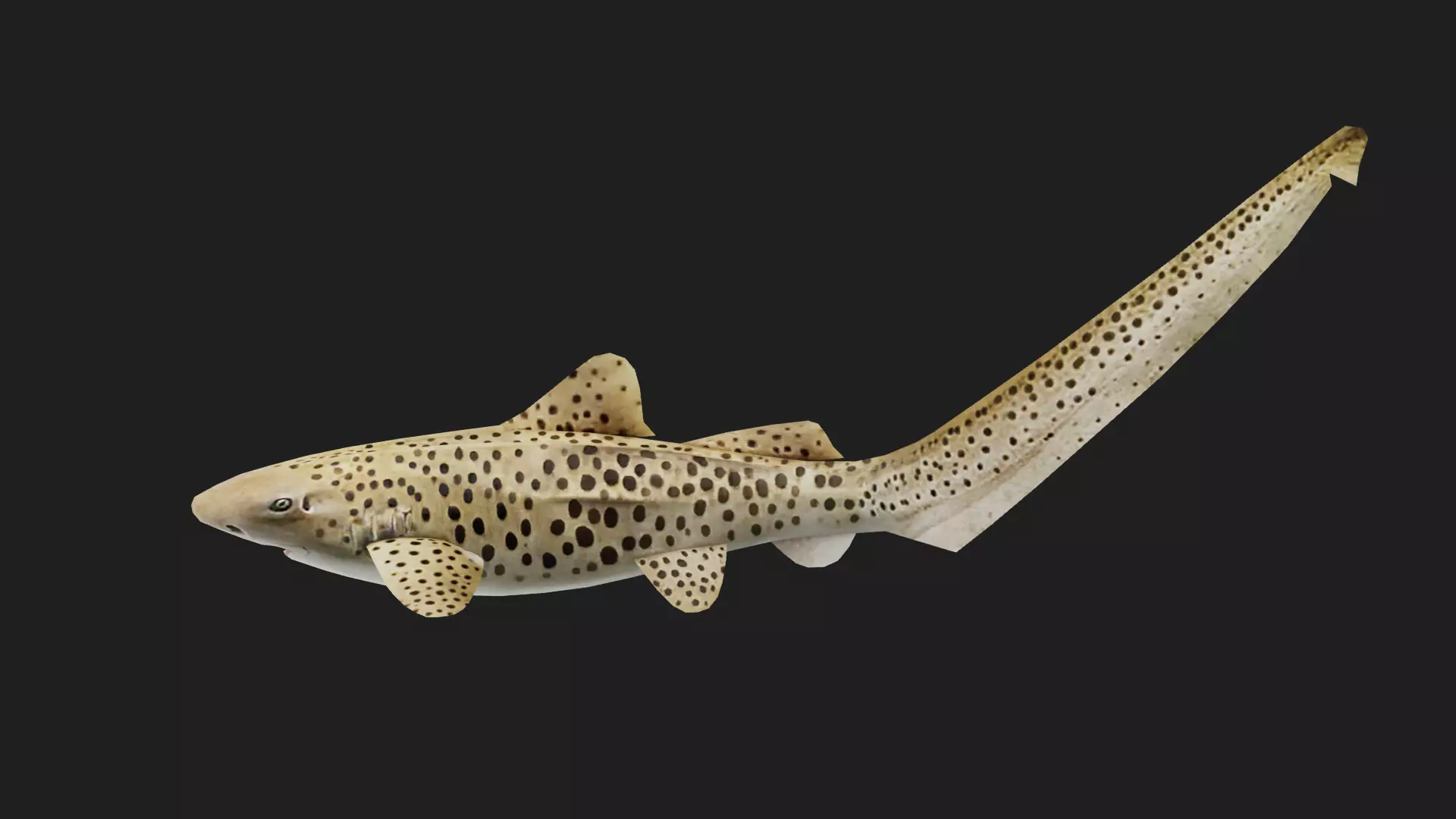 Shark Low-poly 3D model_0