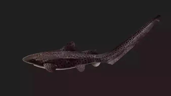 Shark Low-poly 3D model Shark Low-poly 3D model