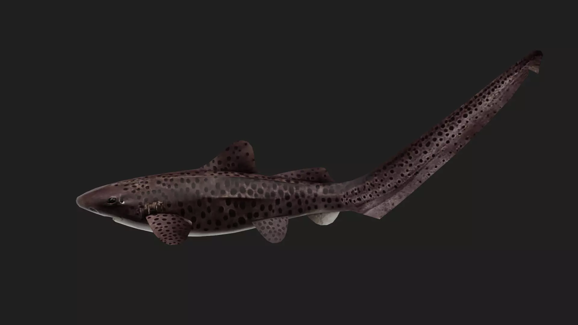 Shark Low-poly 3D model_0