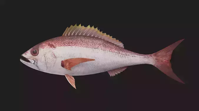 Snapper