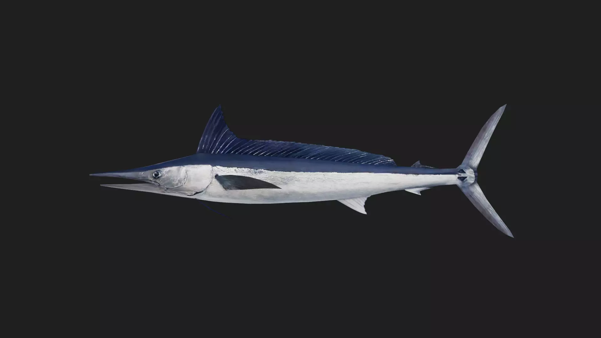 Spearfish Low-poly 3D model_0