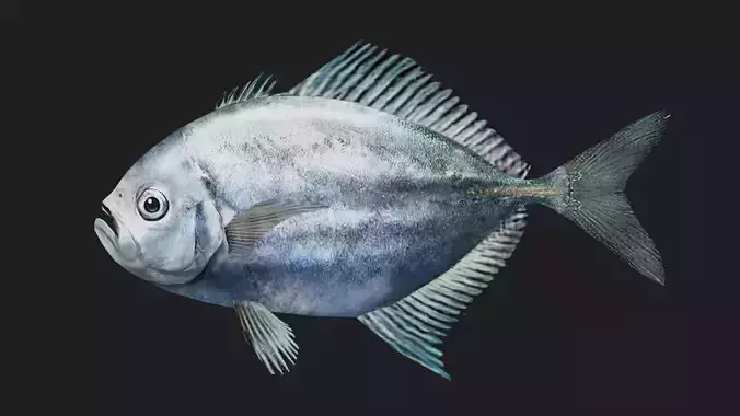 Trevally