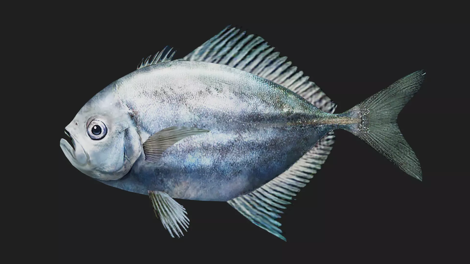 Trevally Low-poly 3D model_0