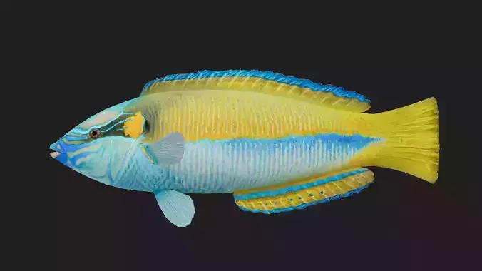 Wrasse Low-poly 3D model