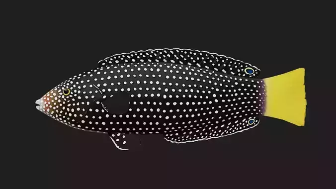 Wrasse Low-poly 3D model