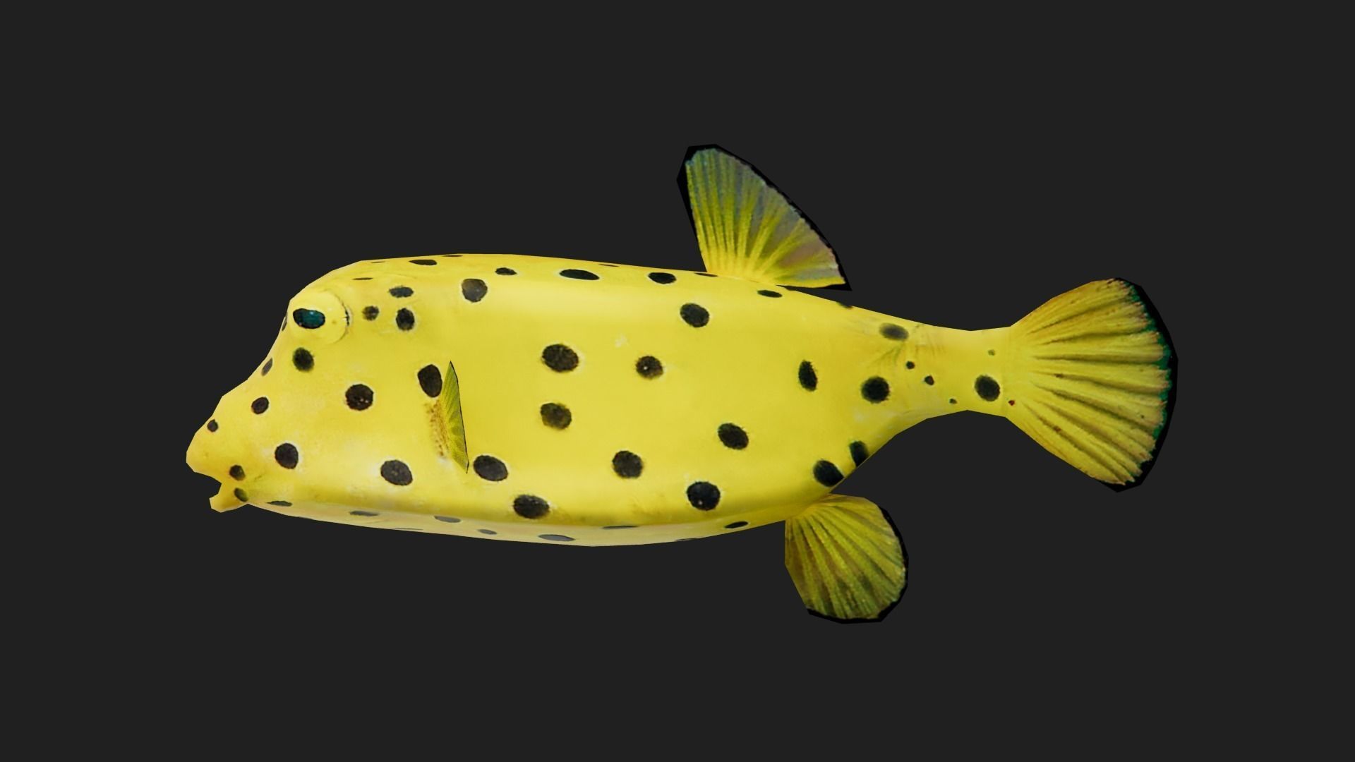 Boxfish Low-poly 3D model_2