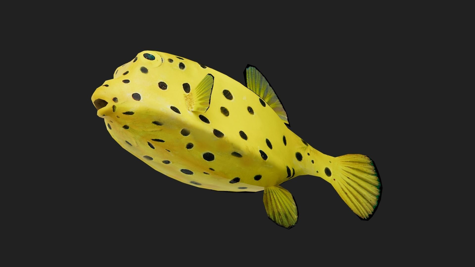 Boxfish Low-poly 3D model_4