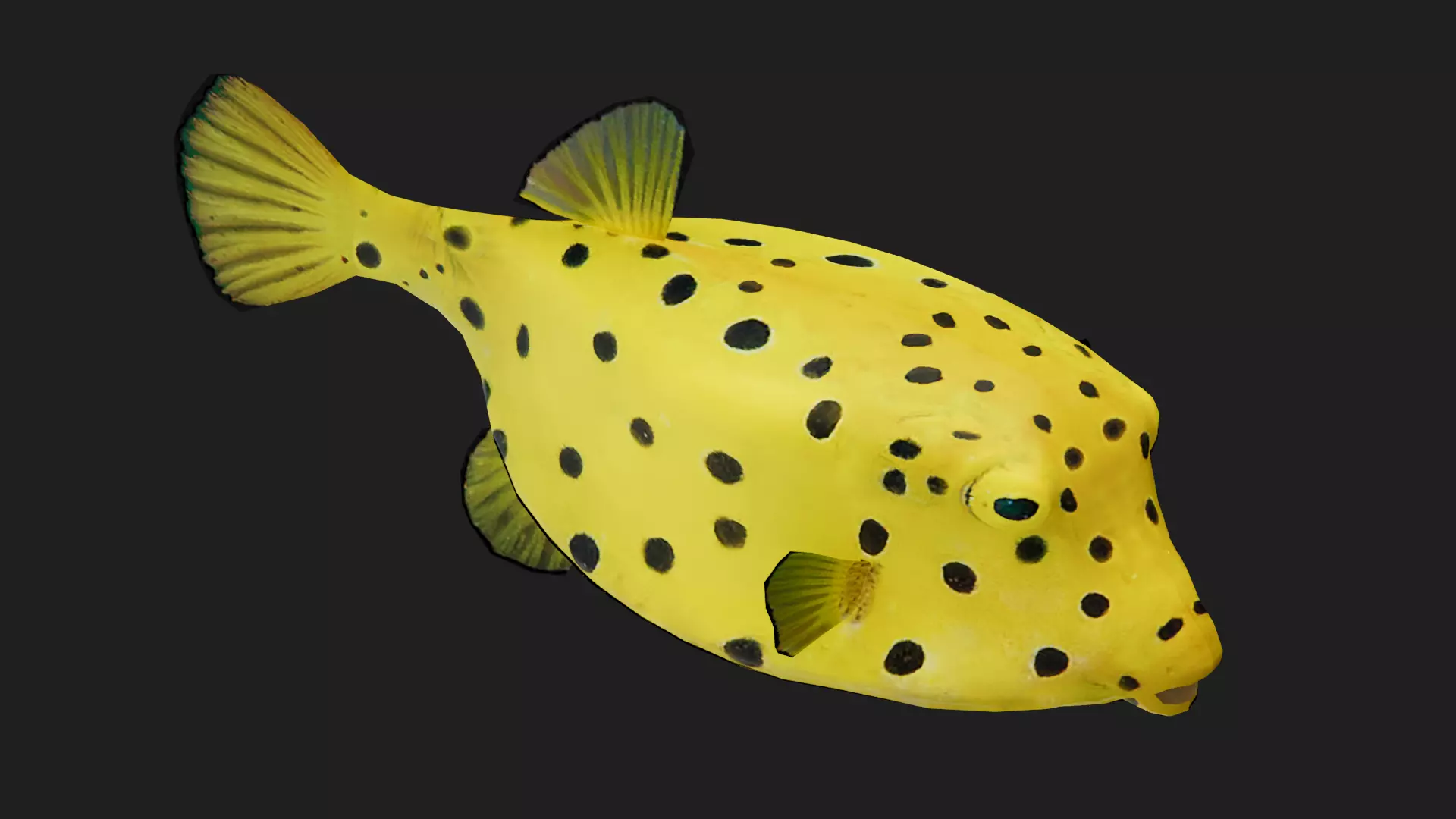 Boxfish Low-poly 3D model_0