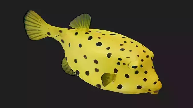 Boxfish Low-poly 3D model
