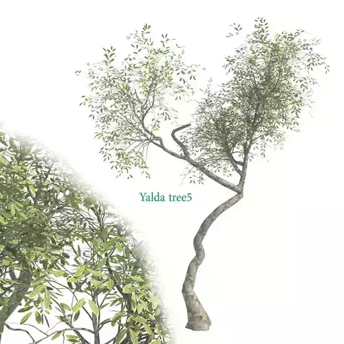 Yalda tree 5 Free 3D model