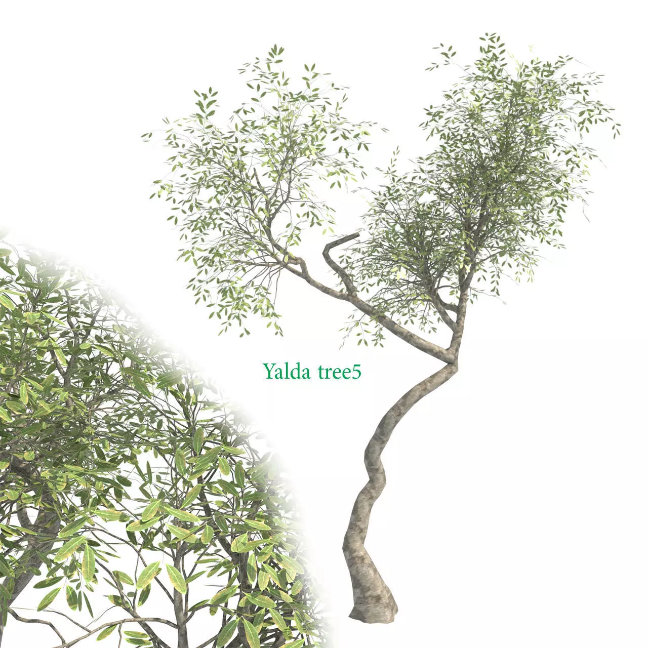 Yalda tree 5 Free 3D model_0