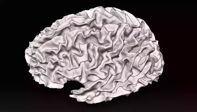 White matter of the brain 3D print model
