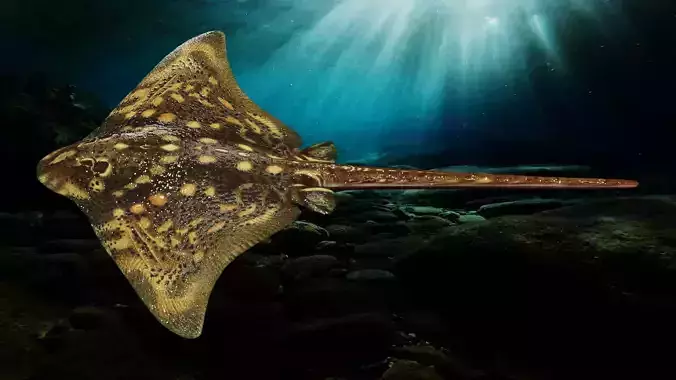 Manta Ray