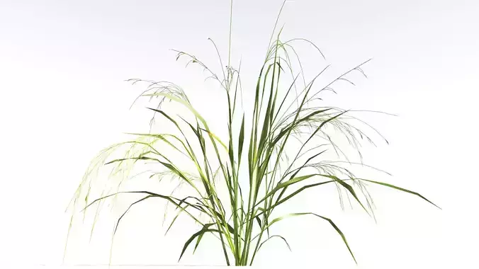 EVERYPlant Cheatgrass LowPoly 2 --18 Models-- Low-poly 3D model