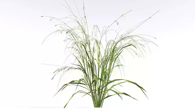 EVERYPlant Cheatgrass LowPoly 3 --18 Models-- Low-poly 3D model