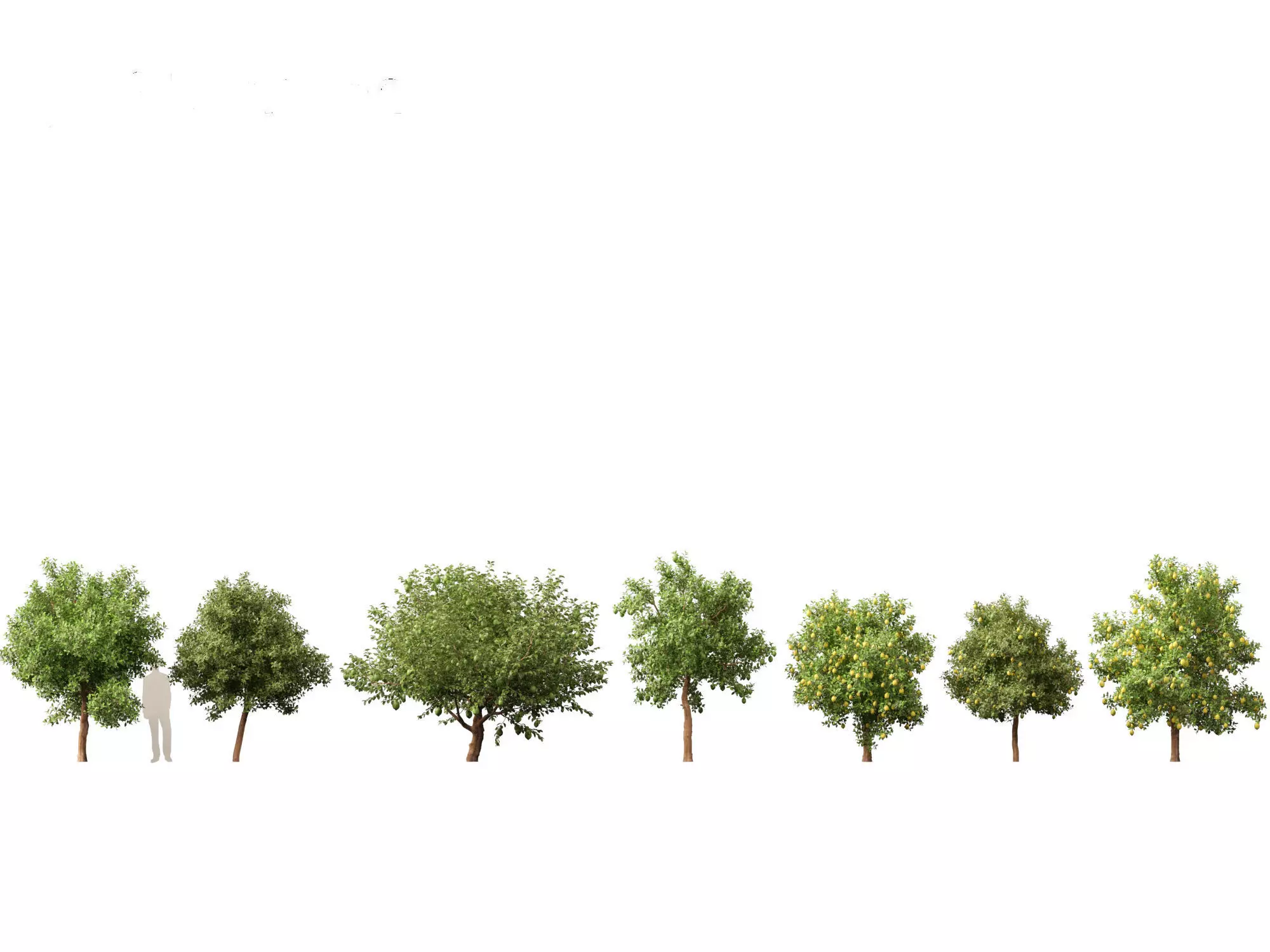 HighpolyLow Poly - Citrus limon - Lemon Tree 02 Low-poly 3D model