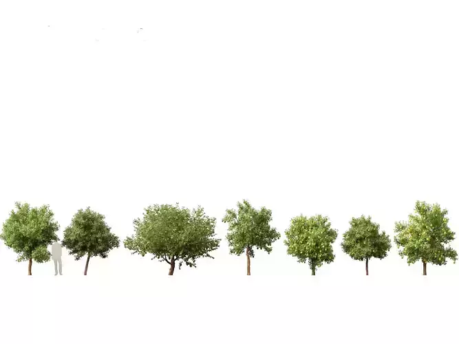 HighpolyLow Poly - Citrus limon - Lemon Tree 02