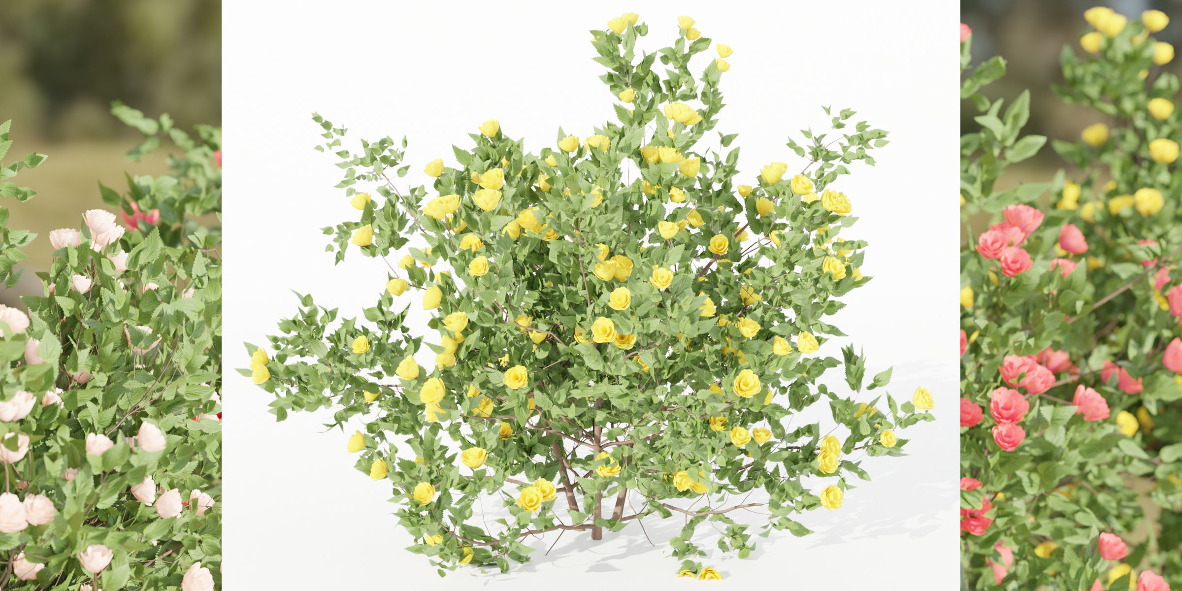 flowering bushes collection vol 42-Blender 3D model_3