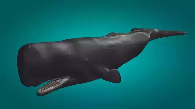 Cachalot Low-poly 3D model