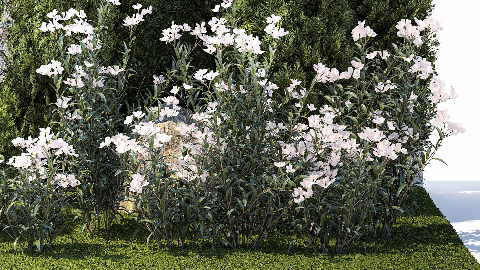 Garden with thuja cypress pine and Nerium oleander plant 1382 3D model_4