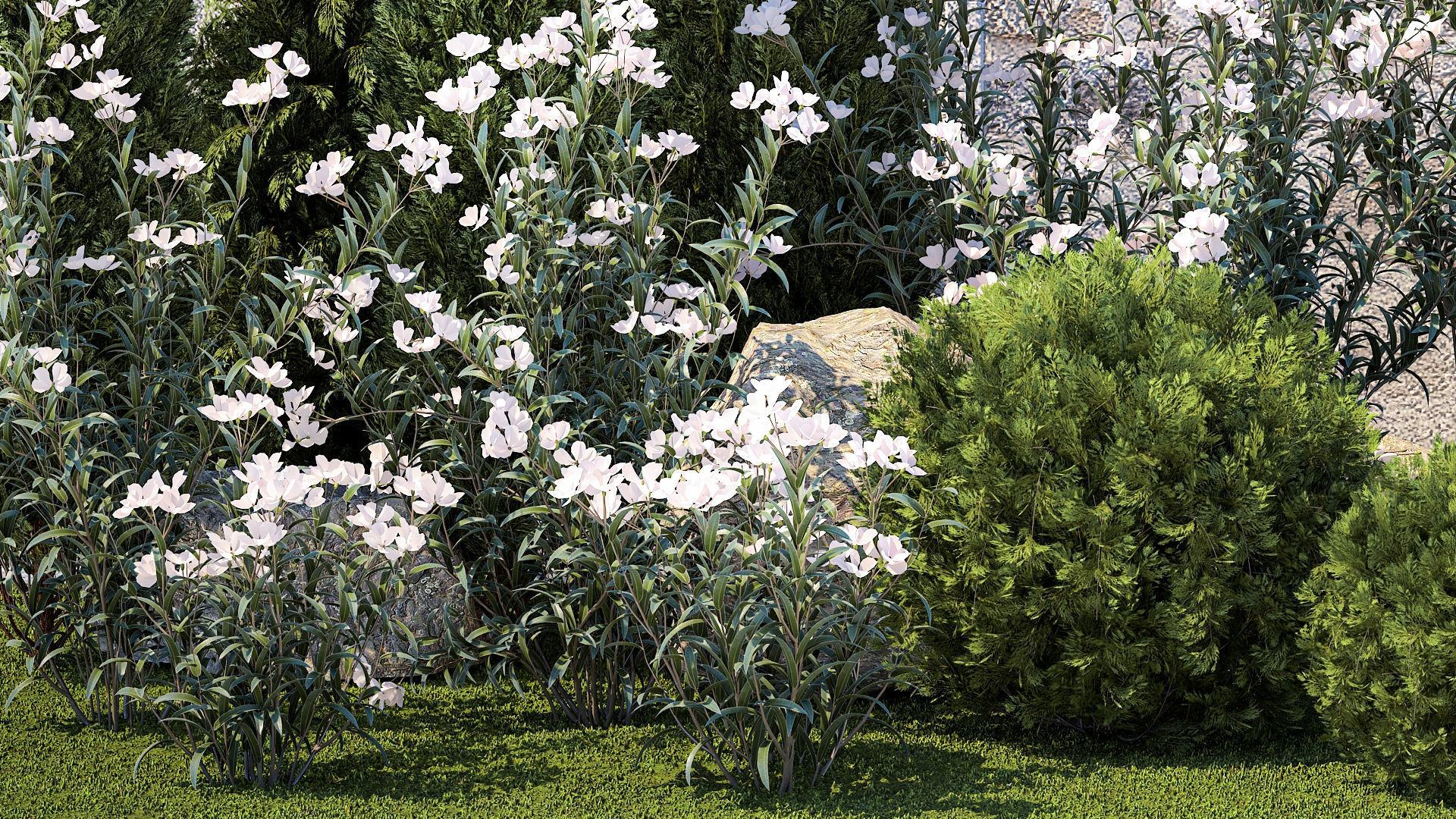 Garden with thuja cypress pine and Nerium oleander plant 1382 3D model_5