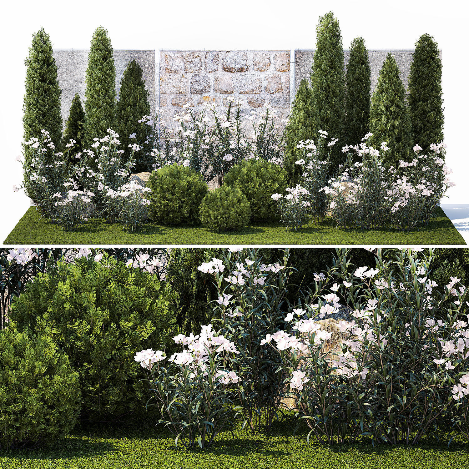 Garden with thuja cypress pine and Nerium oleander plant 1382 3D model_6