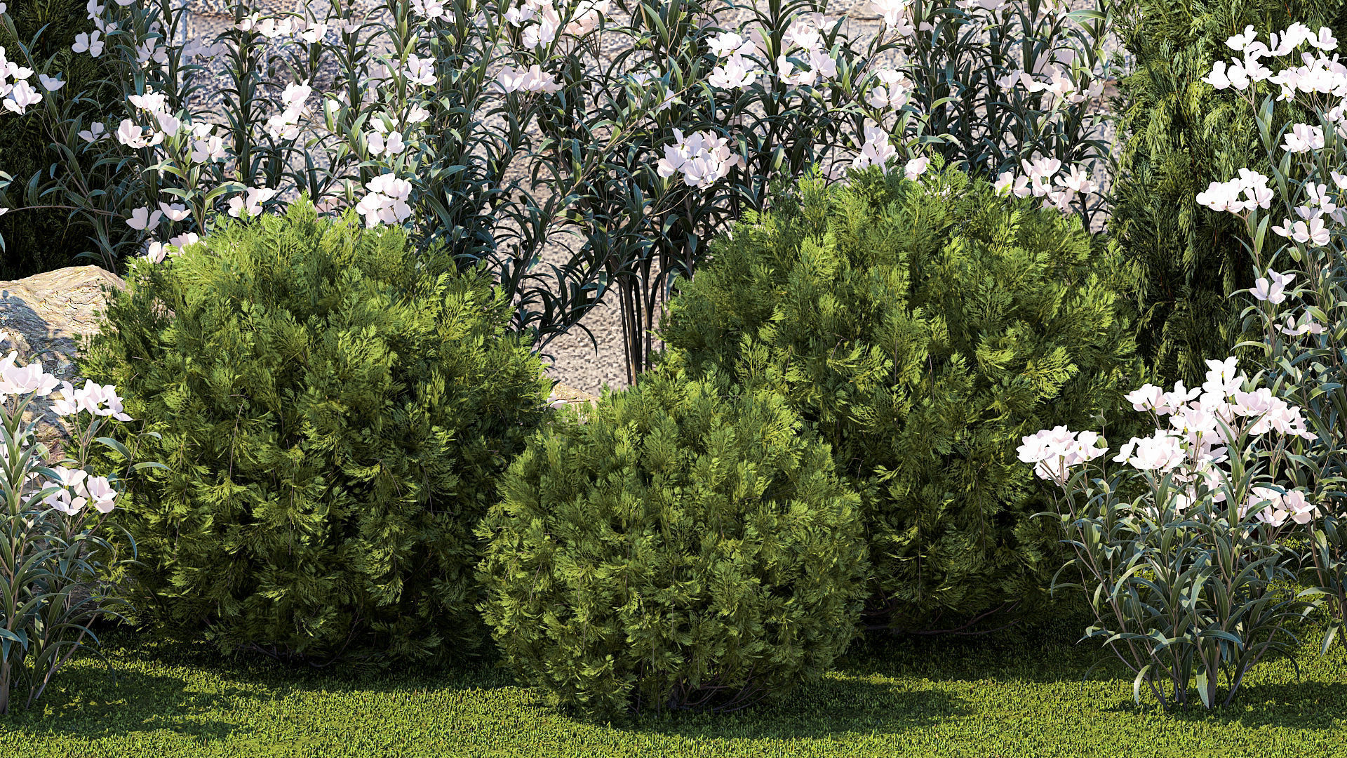 Garden with thuja cypress pine and Nerium oleander plant 1382 3D model_3