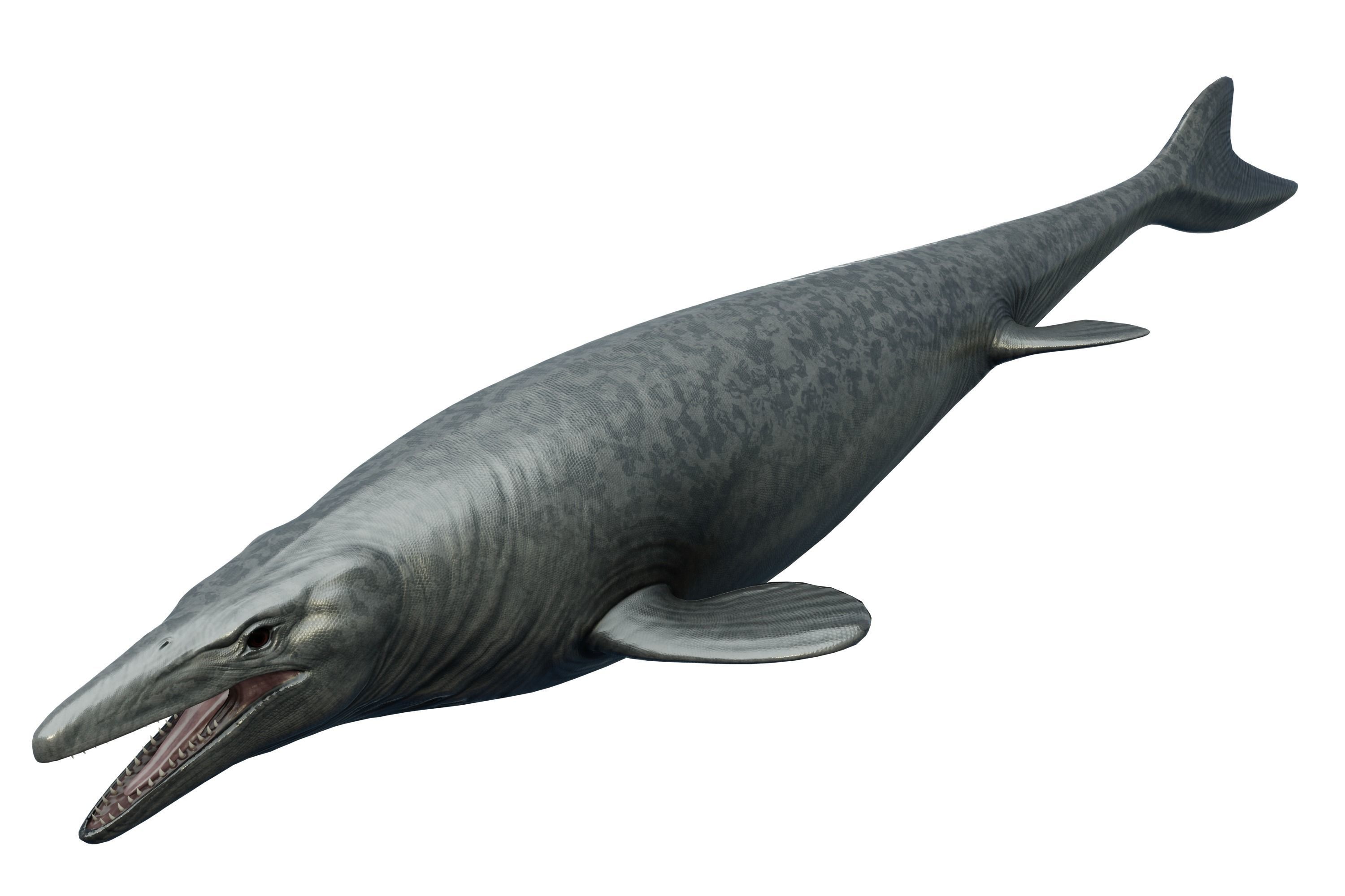 Mosasaurus Asset Pack Low-poly 3D model_8
