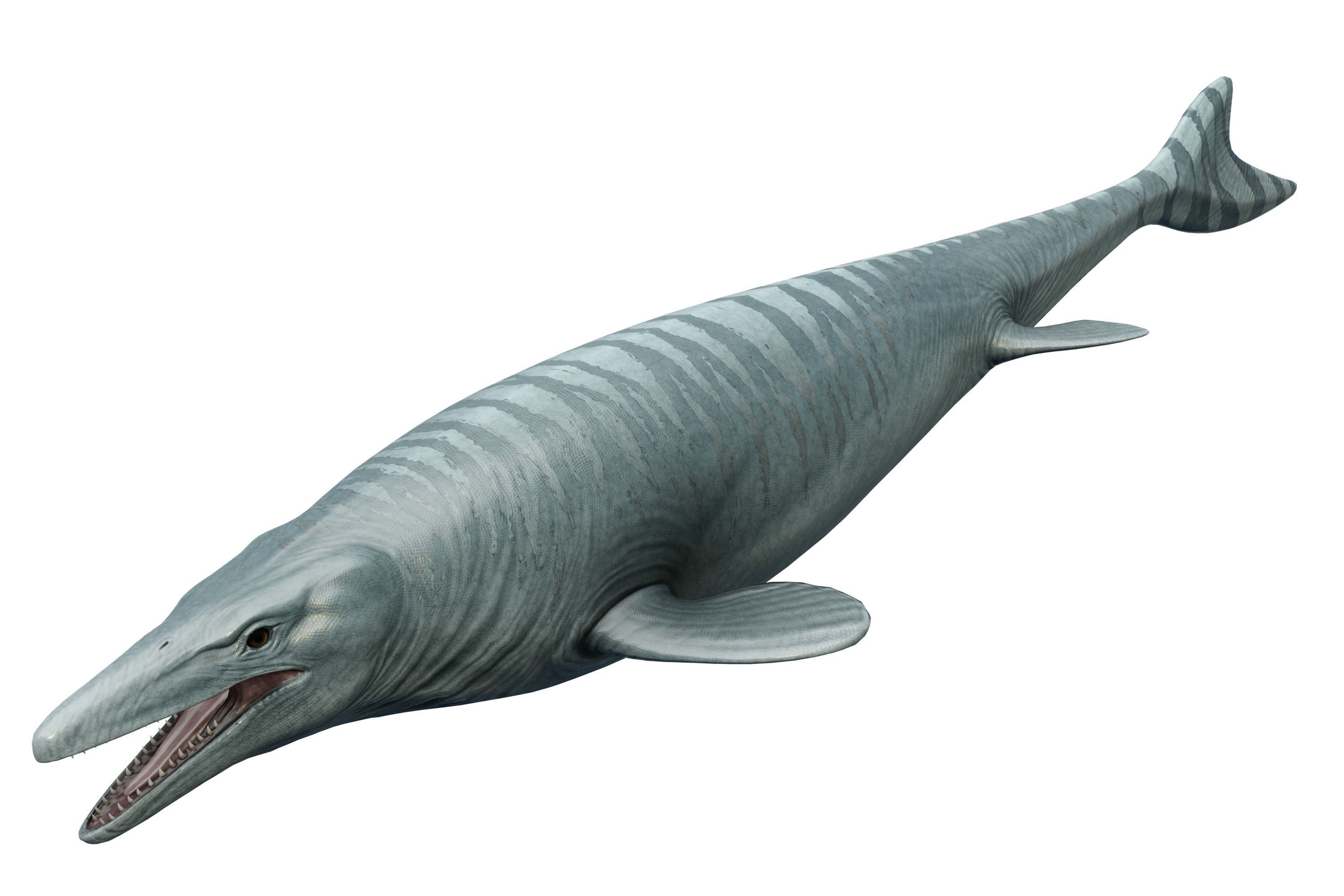 Mosasaurus Asset Pack Low-poly 3D model_9