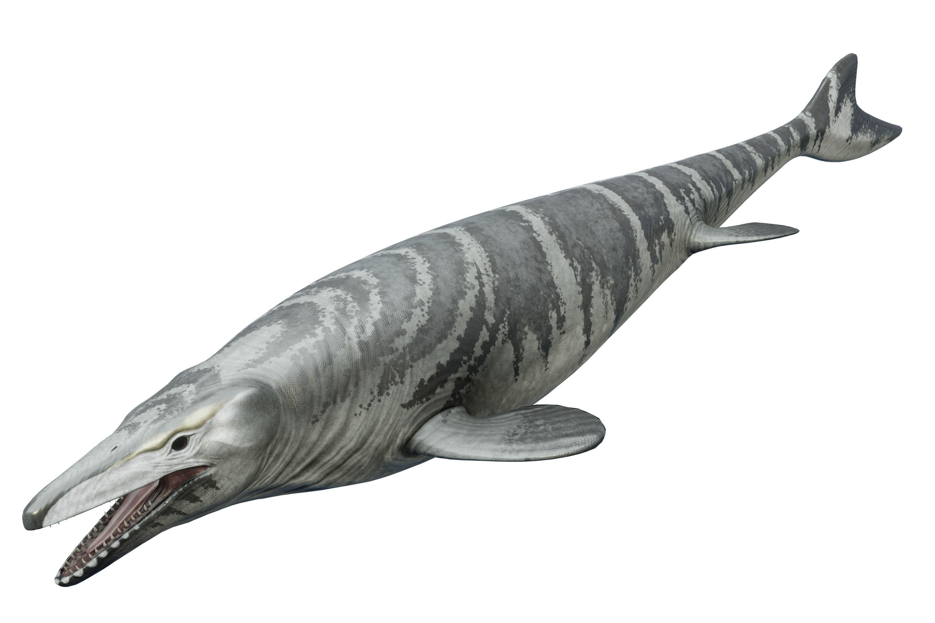 Mosasaurus Asset Pack Low-poly 3D model_7