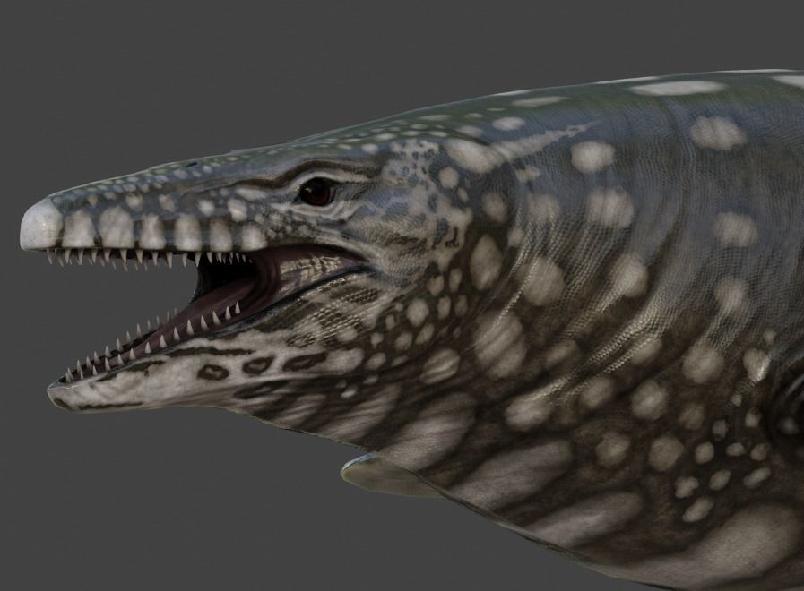 Mosasaurus Asset Pack Low-poly 3D model_16