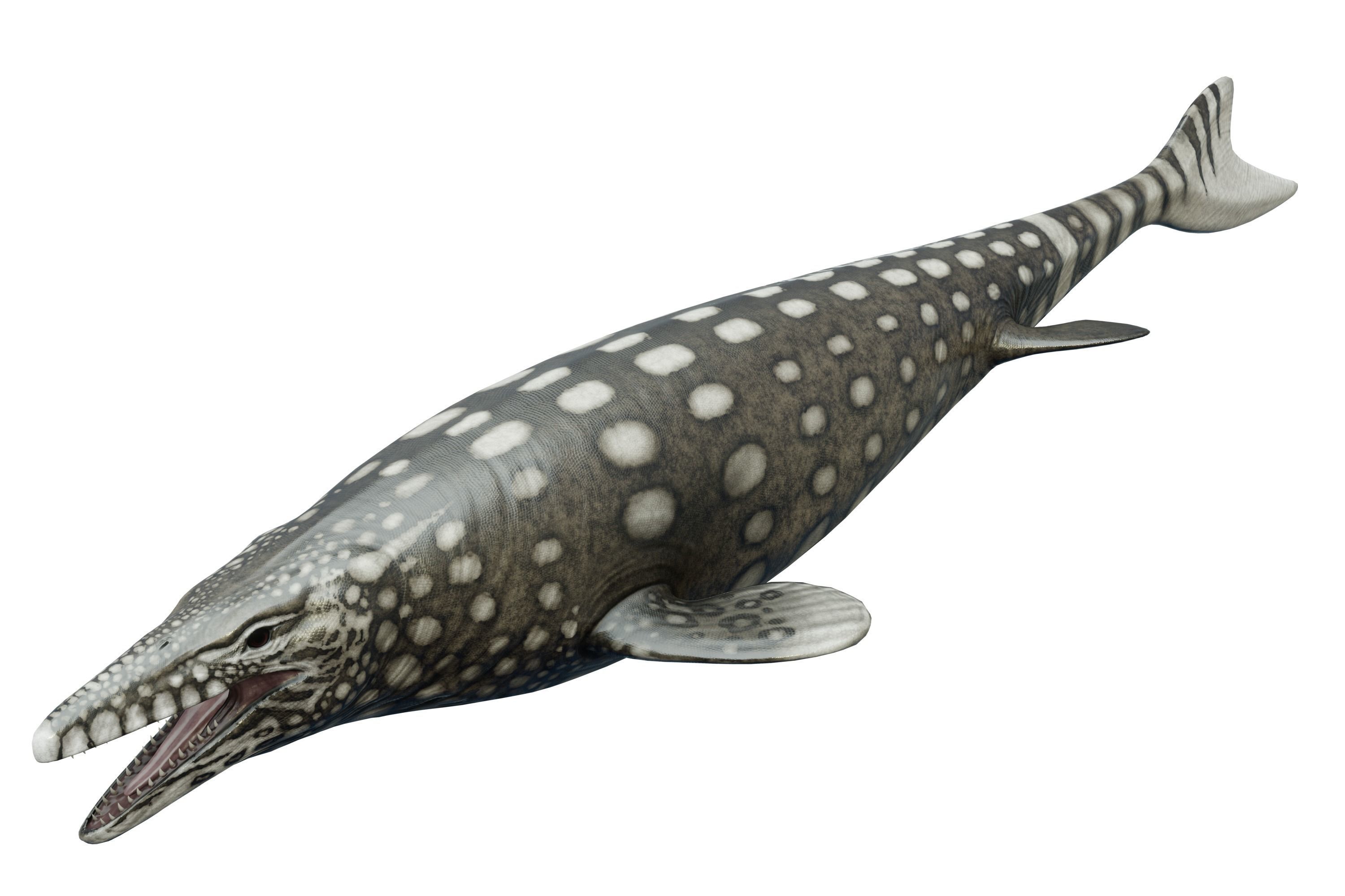 Mosasaurus Asset Pack Low-poly 3D model_12