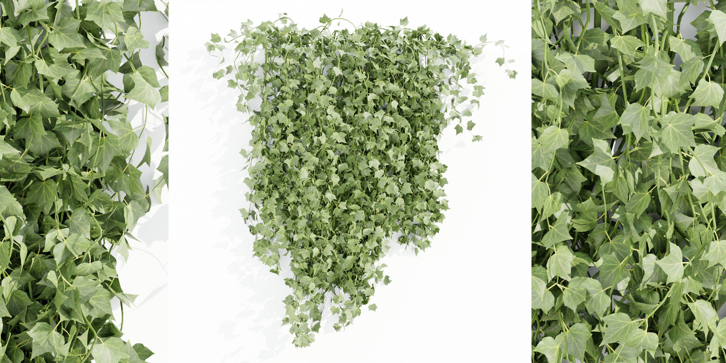 Hanging ivy collection vol 49-Blender 3D model_1