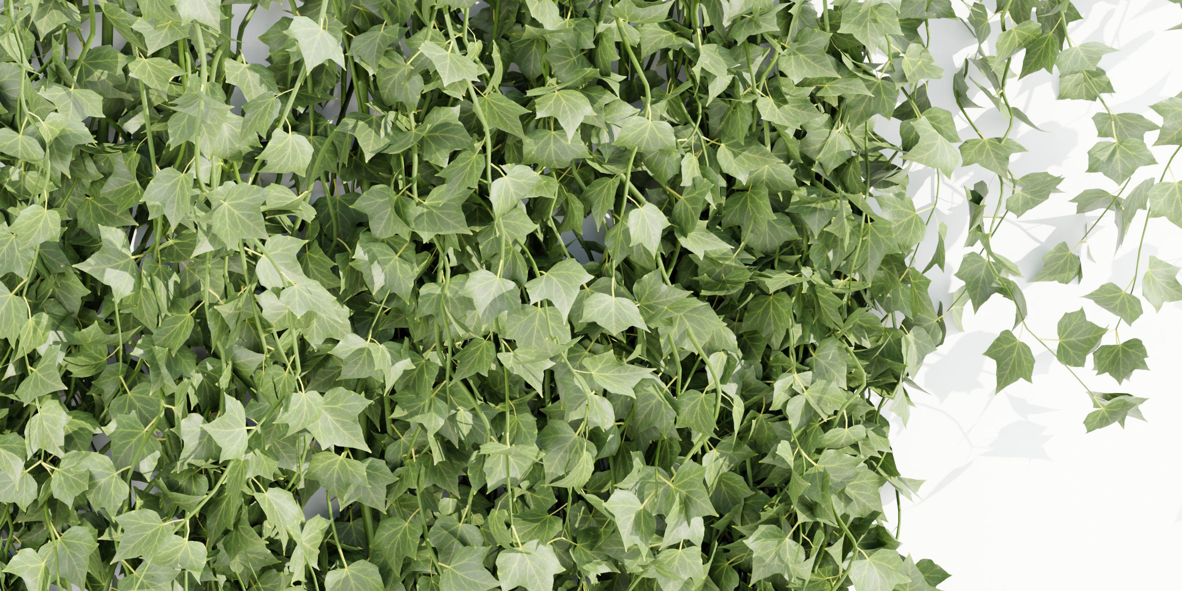 Hanging ivy collection vol 49-Blender 3D model_3