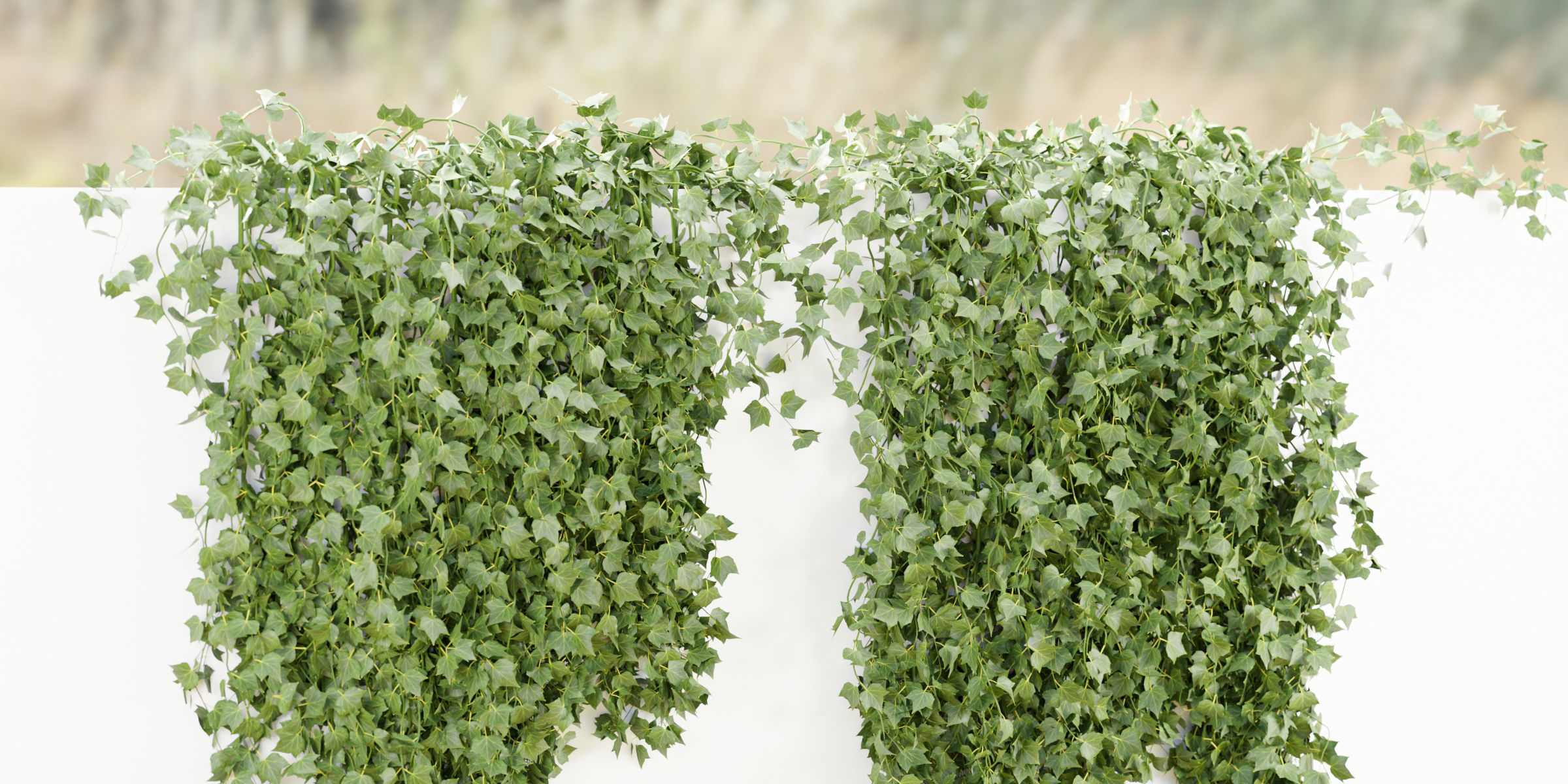 Hanging ivy collection vol 49-Blender 3D model_4