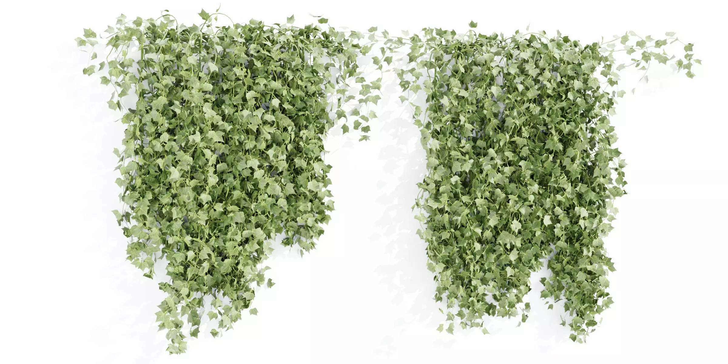 Hanging ivy collection vol 49-Blender 3D model_0