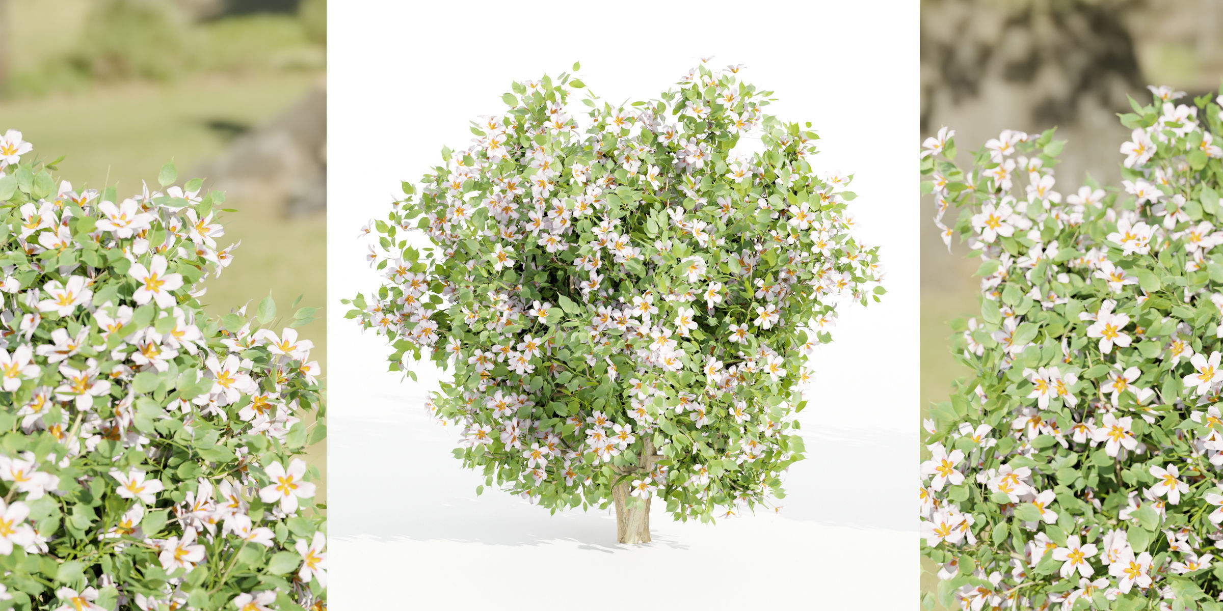 flowering bushes collection vol 50-Blender 3D model_1