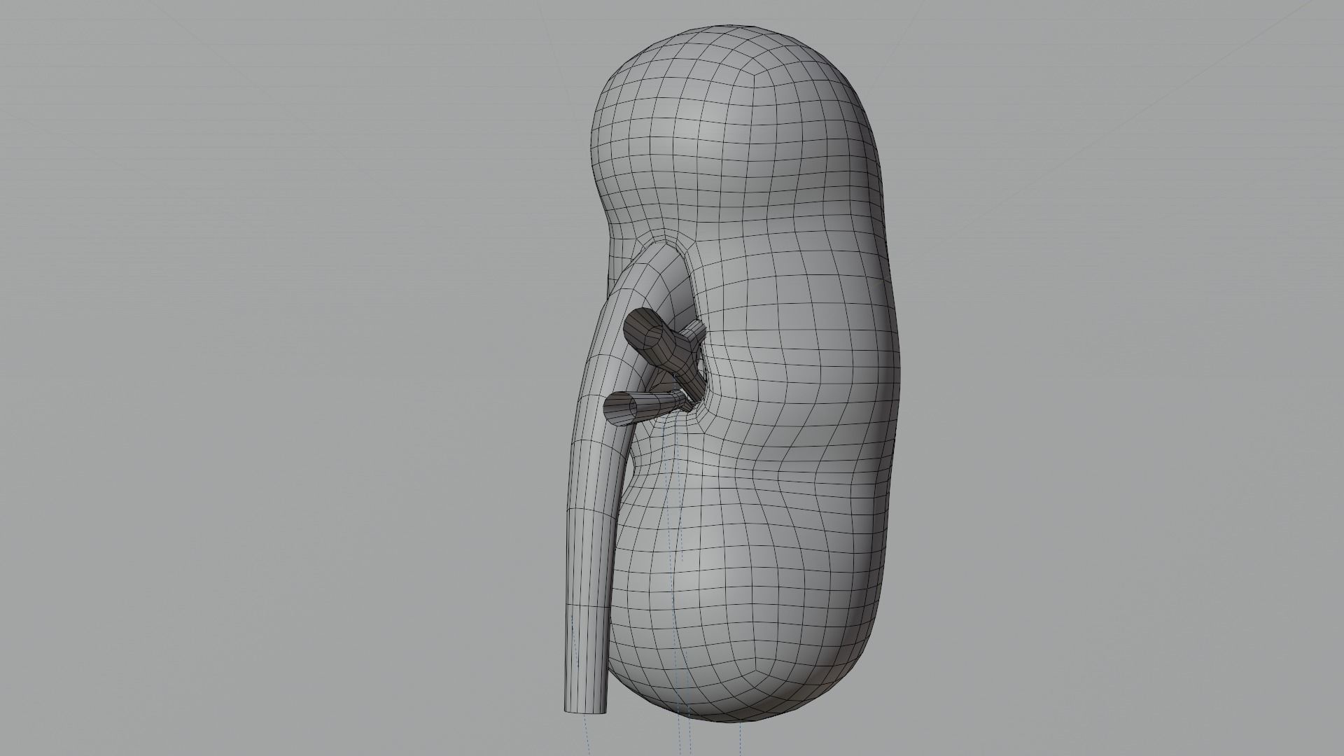 kidney 3D model_5