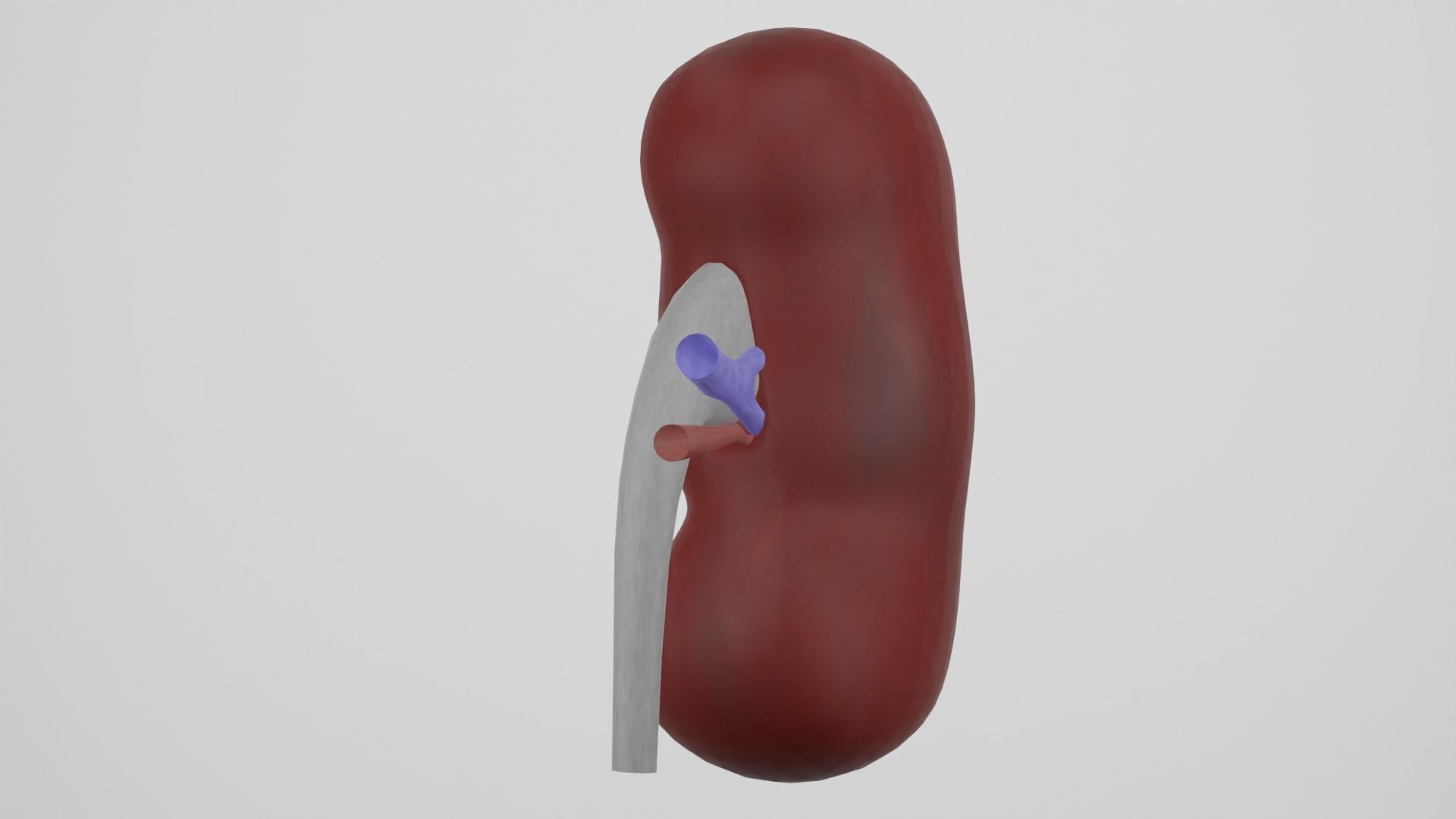 kidney 3D model_1