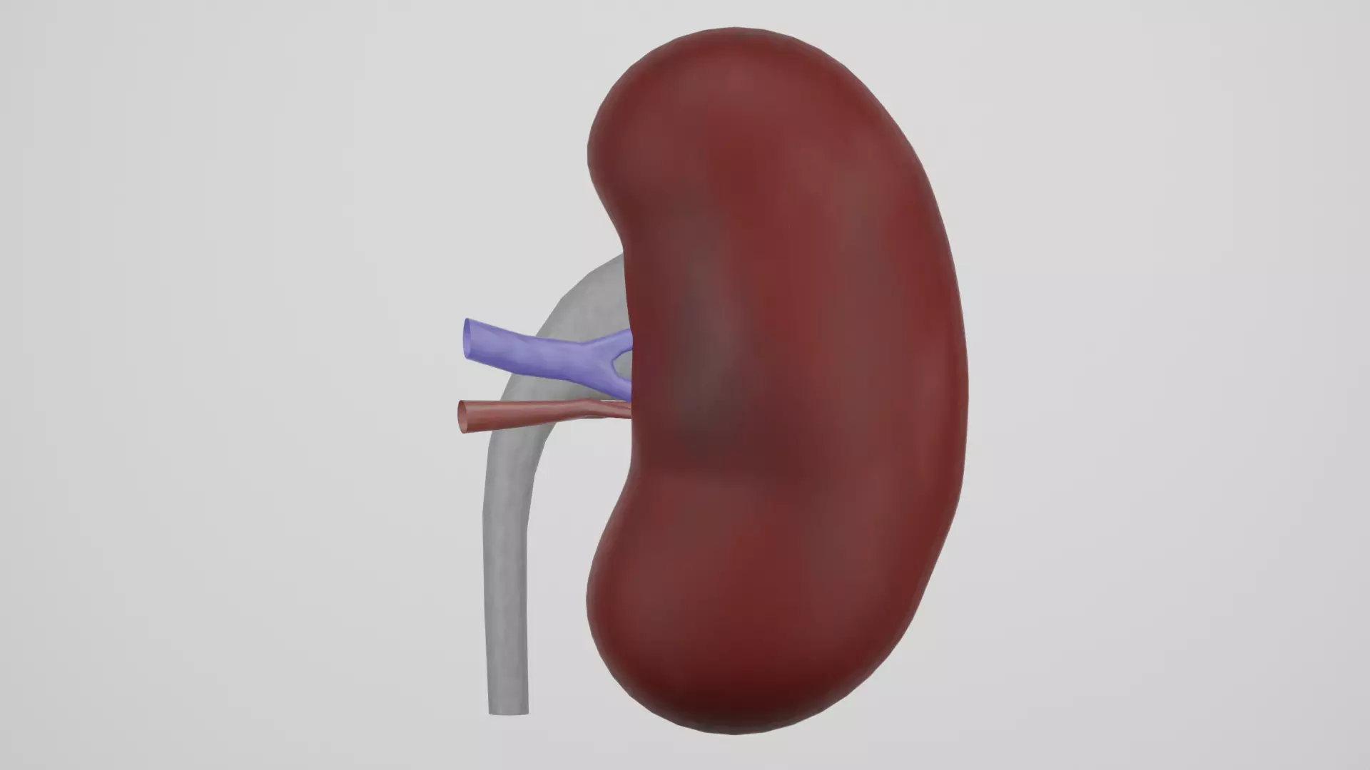 kidney 3D model_0