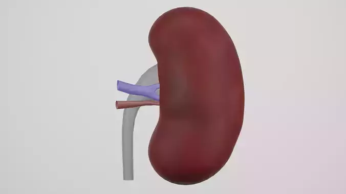 kidney 3D model