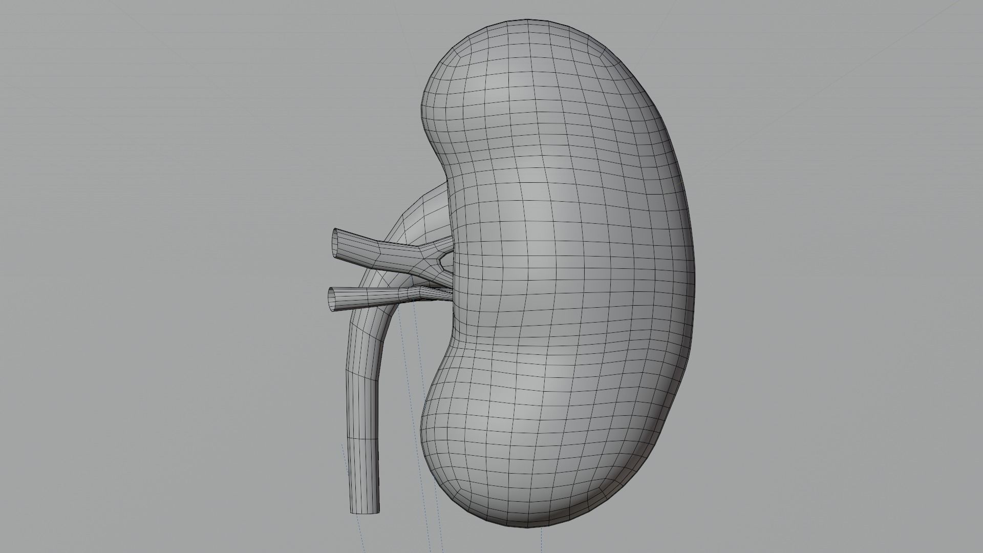 kidney 3D model_4