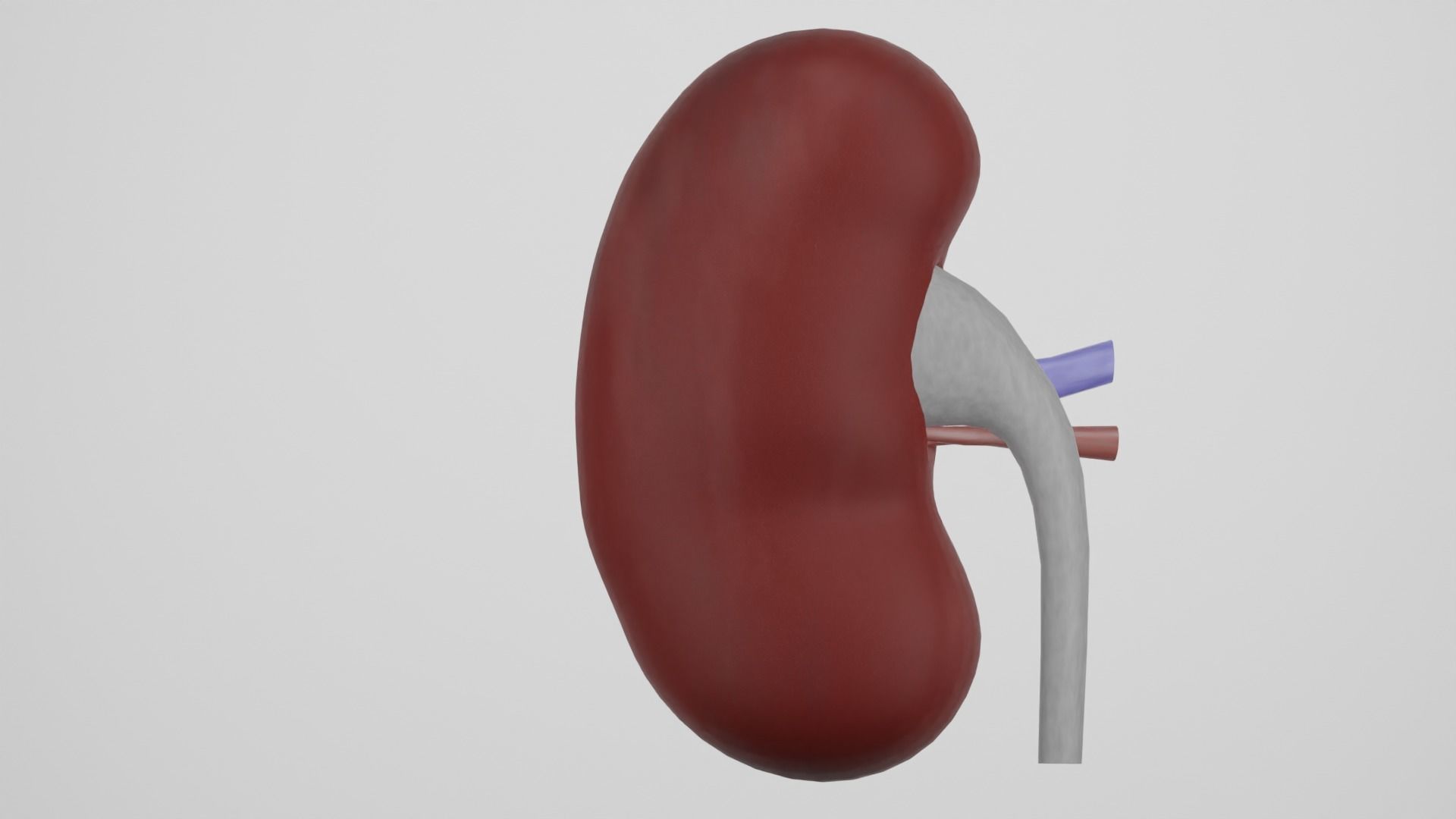 kidney 3D model_3