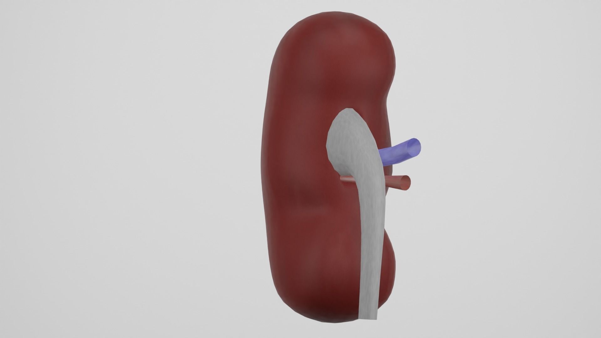 kidney 3D model_2