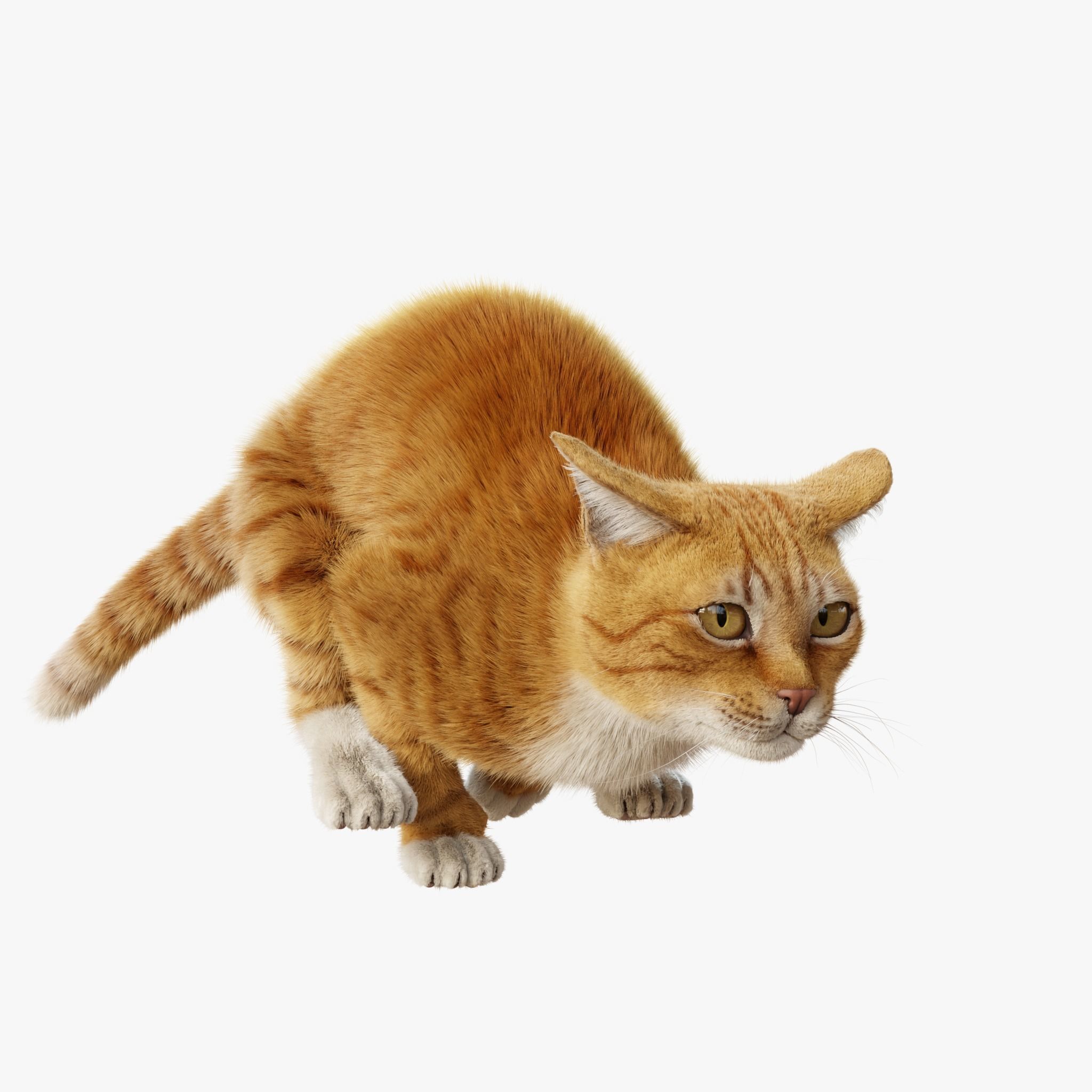 Cat Orange Tabby Rigged Animated 3D model_6