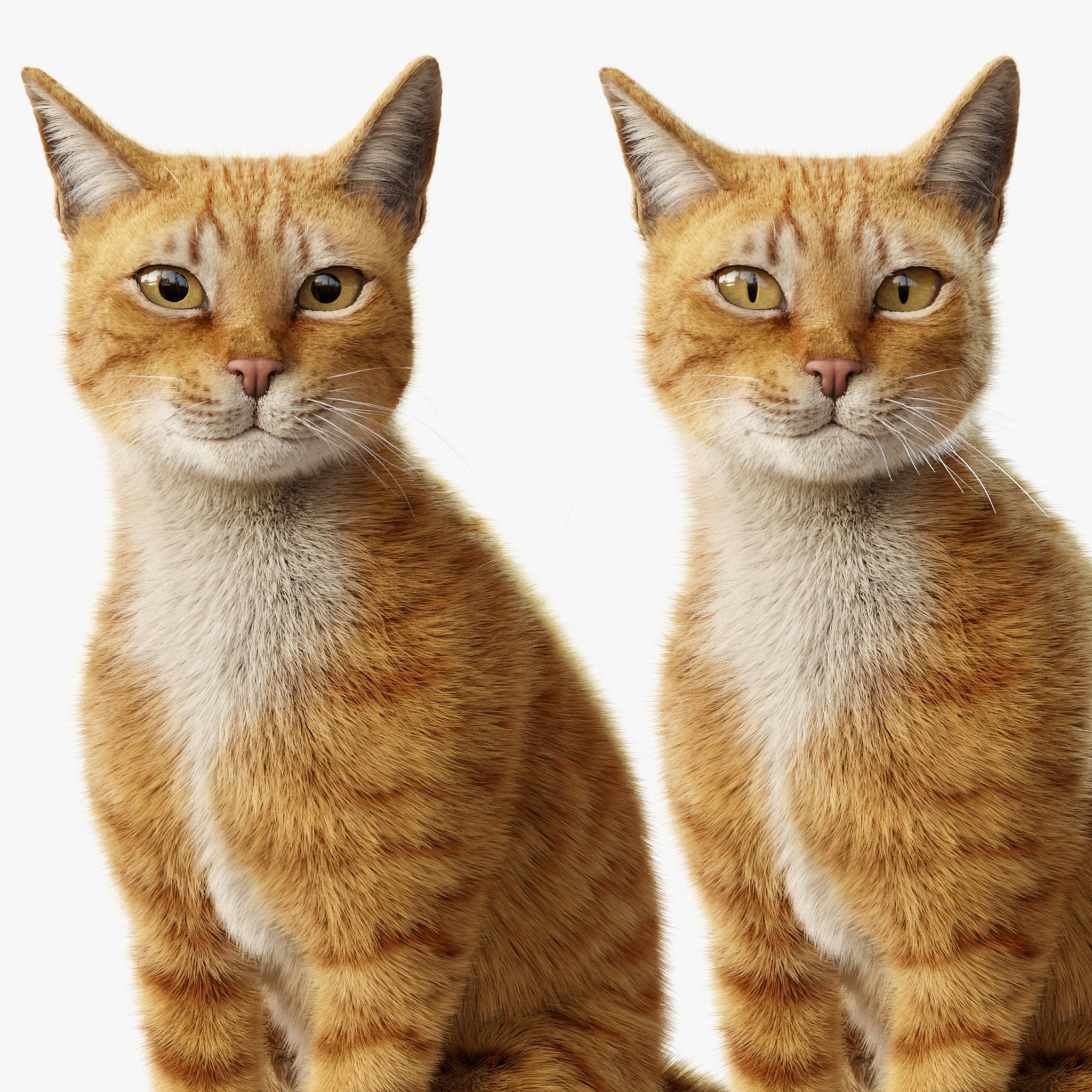 Cat Orange Tabby Rigged Animated 3D model_9